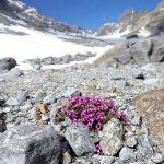 Saxifraga oppositifolia, una delle prime specie ad insediarsi sul detrito proglaciale. La foto ritrae un esemplare radicato su substrato più evoluto, libero dai ghiacci da circa 40 anni. La ripresa fotografica è del 1° giugno 2022, data di osservazio